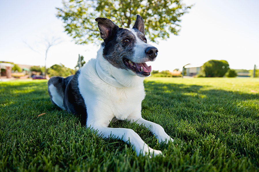 Halo Collar From Renowned Dog Behaviorist Cesar Millan SoCal MomMag