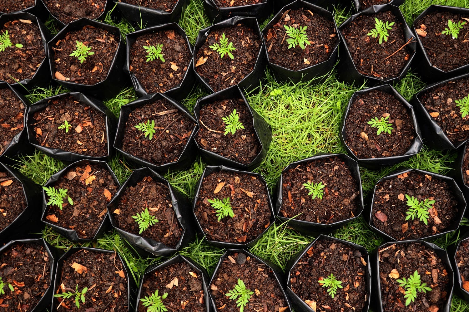 Bulk Soil & Compost Supplier in Menifee & Winchester, CA SoCal Mulch, Inc.