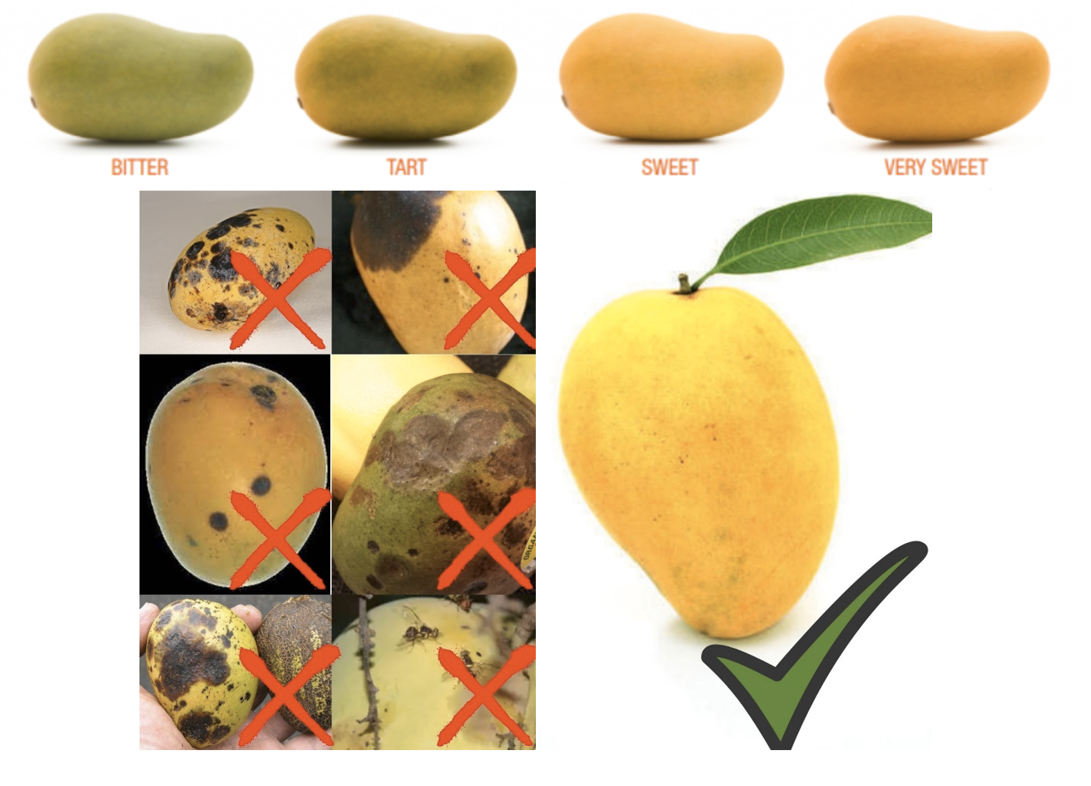 How to Choose Perfect Quality Mango In Market Sochai