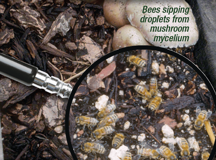 Mushrooms to Save the Bees From Monsanto, Bayer Insecticides