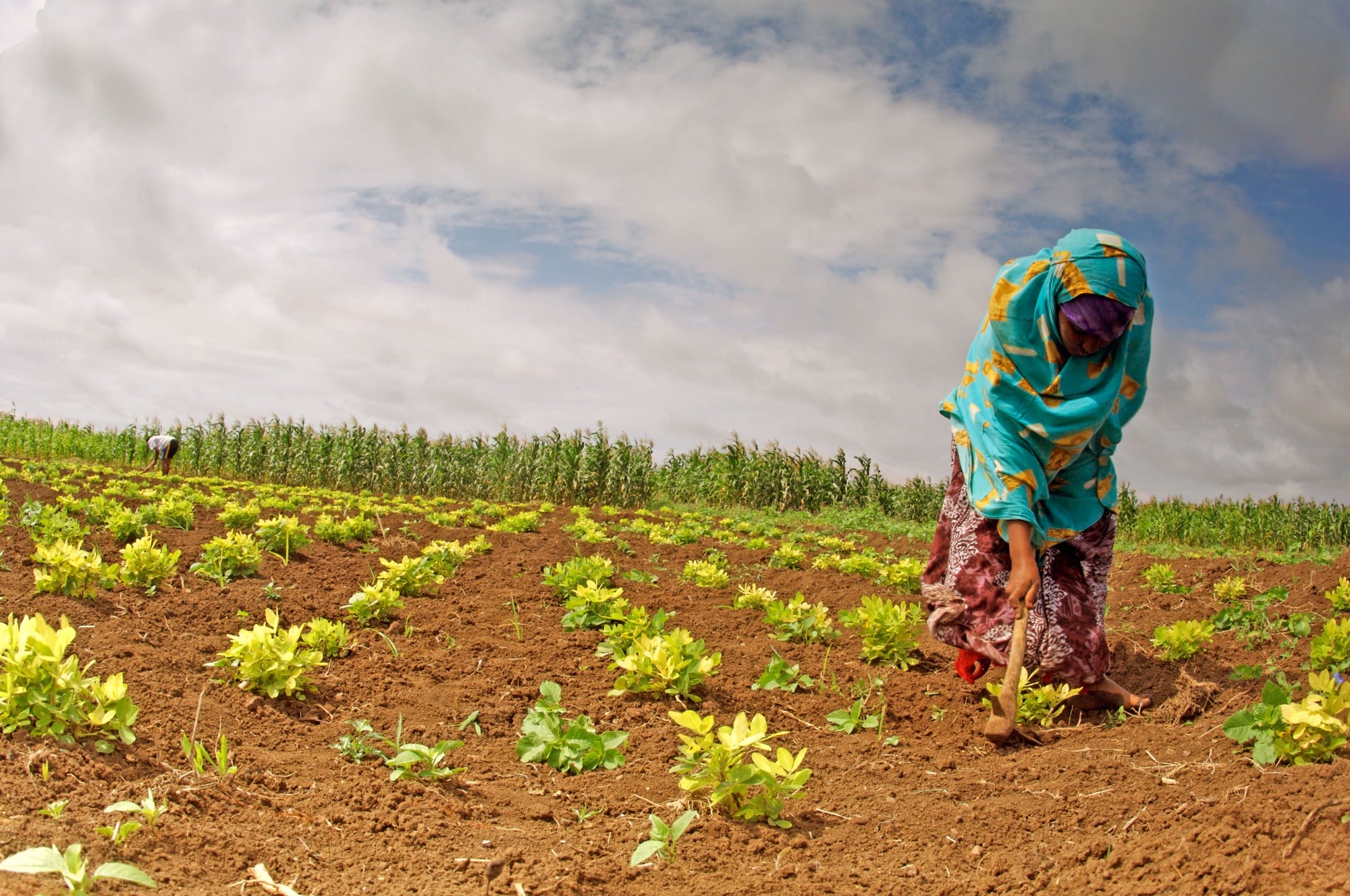 Social Impact wins USAID/ Somalia Evaluation, Learning, and Monitoring