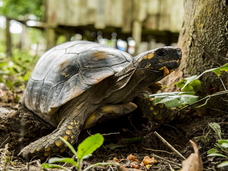 Turtle.jpeg Société France Irlande