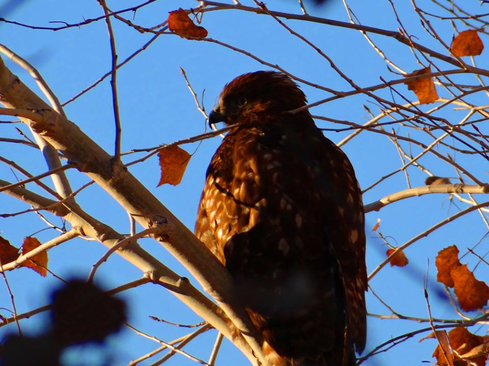 Birding Visit Socorro New Mexico