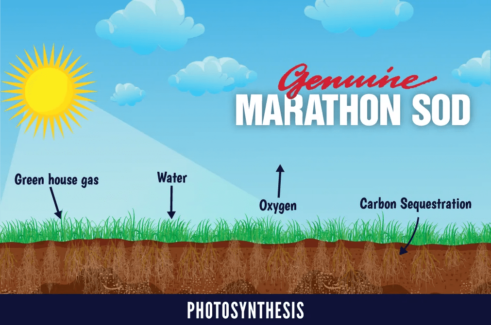 Environment Grass is Good for the Environment Southland SOD Farms