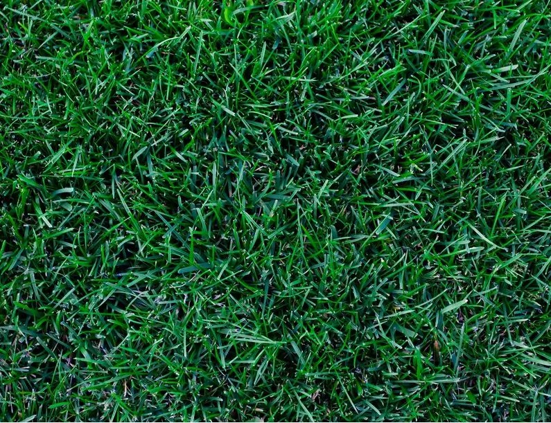 Kentucky Bluegrass Sod Delivery Albuquerque & Santa Fe NM