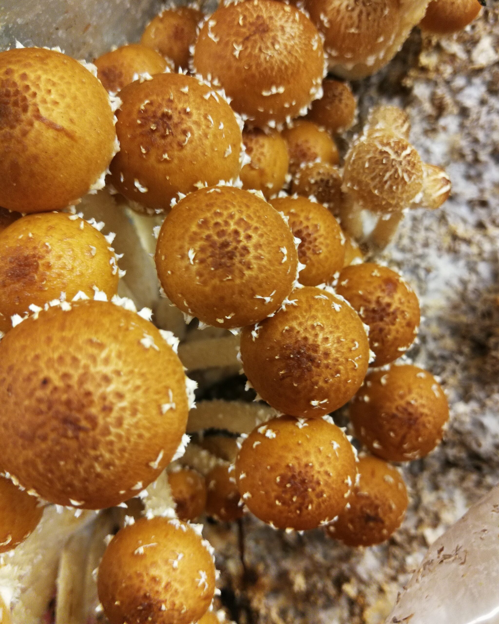 12+ Cinnamon Cap Mushroom Recipe AftonDulciee