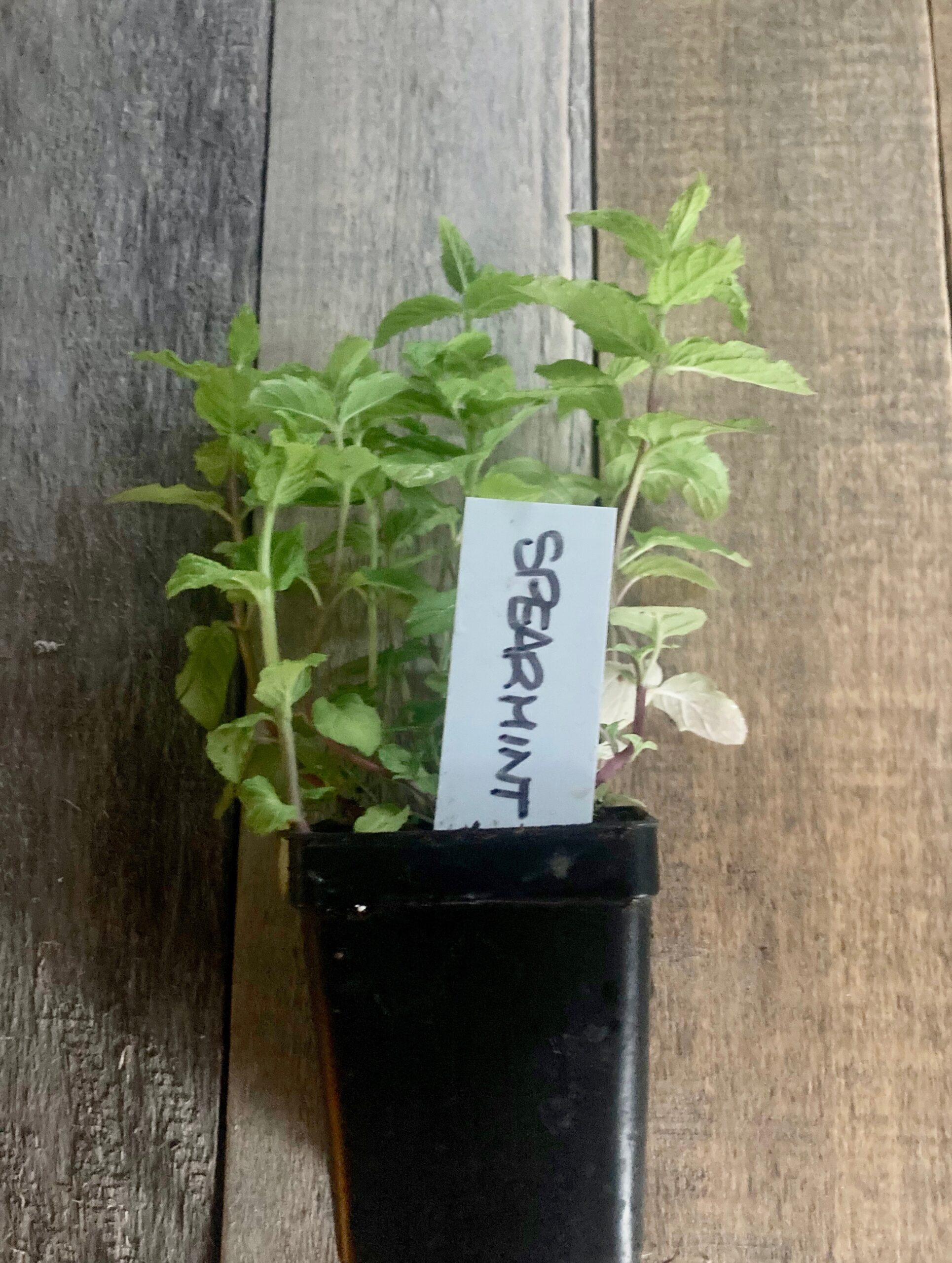 Spearmint Seedling So Delish