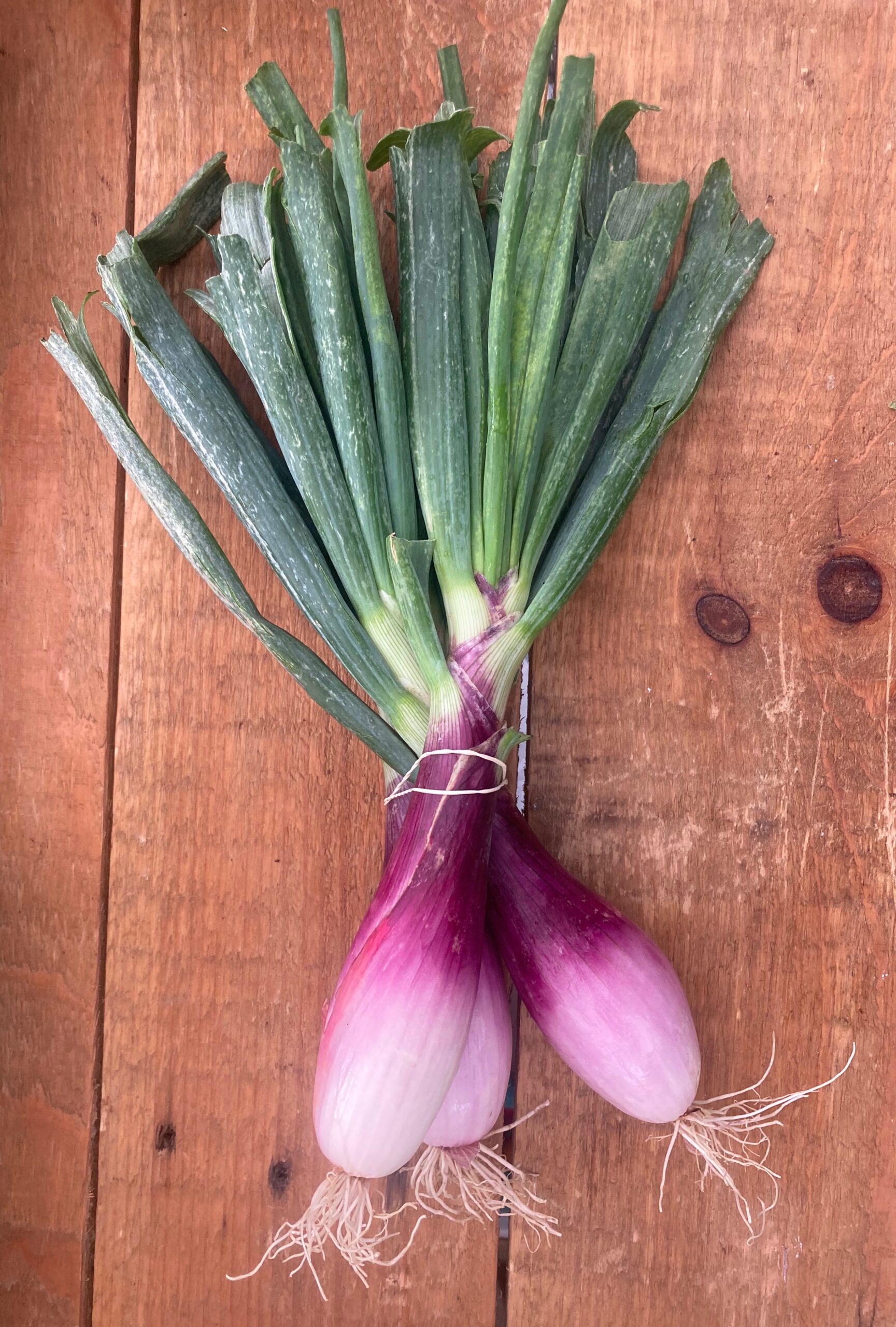 Red Tropea Onion So Delish