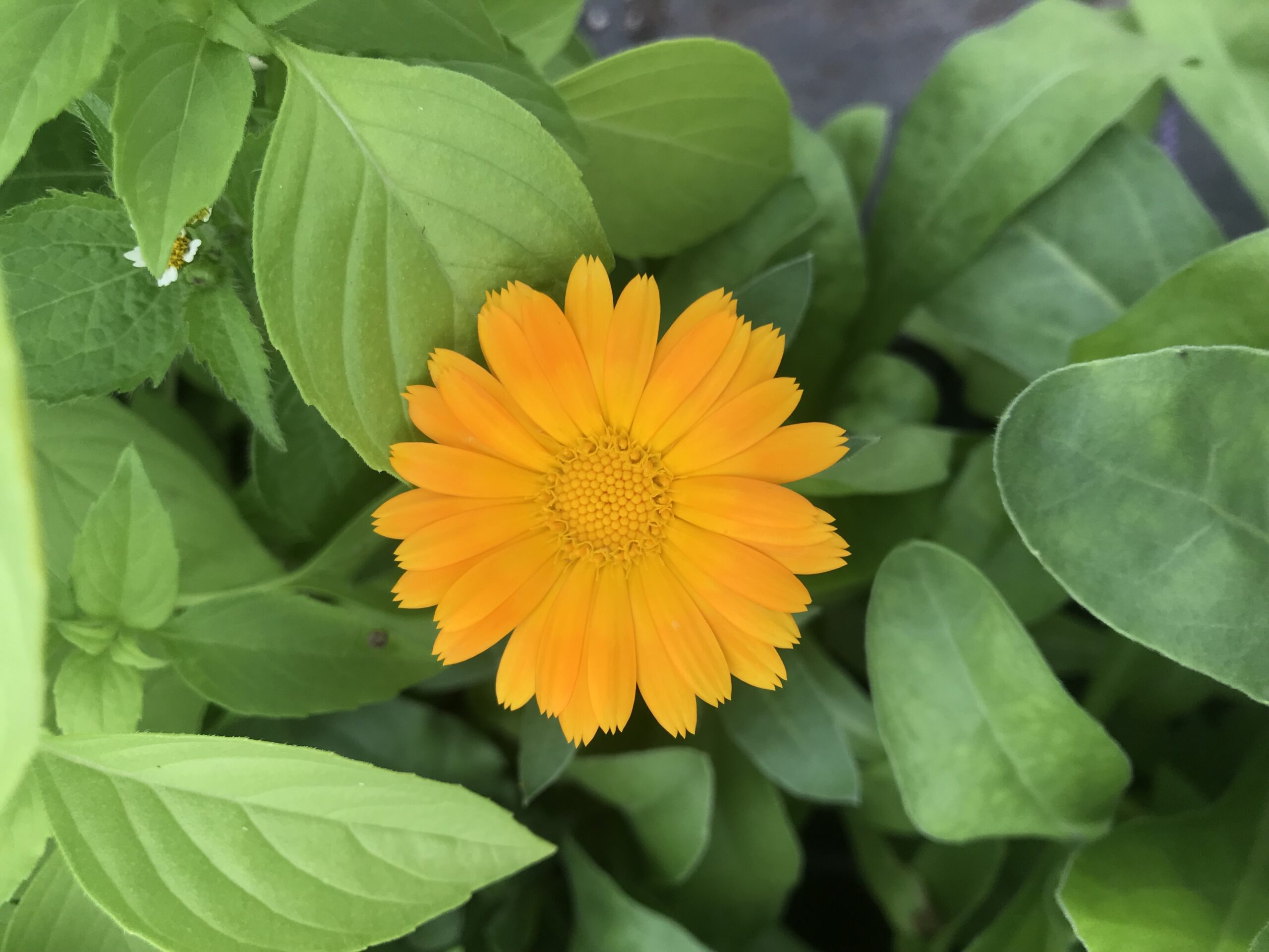 Calendula seedling So Delish