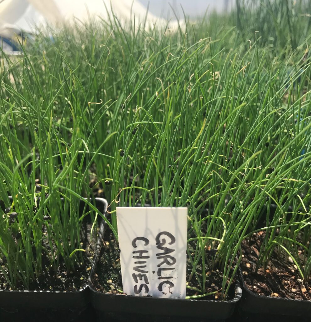 Garlic Chives Seed Kit So Delish
