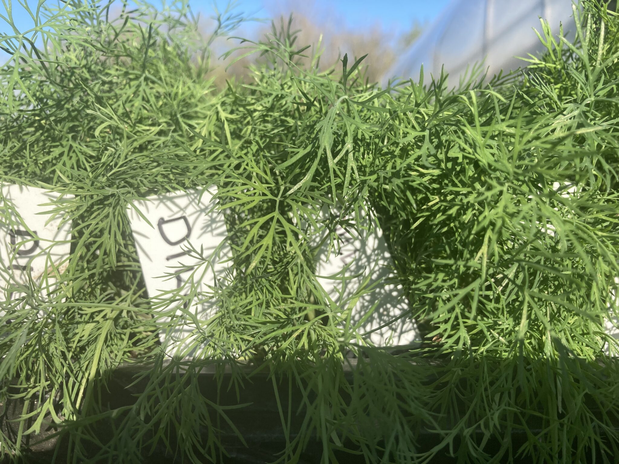 Bouquet Dill Seedlings So Delish