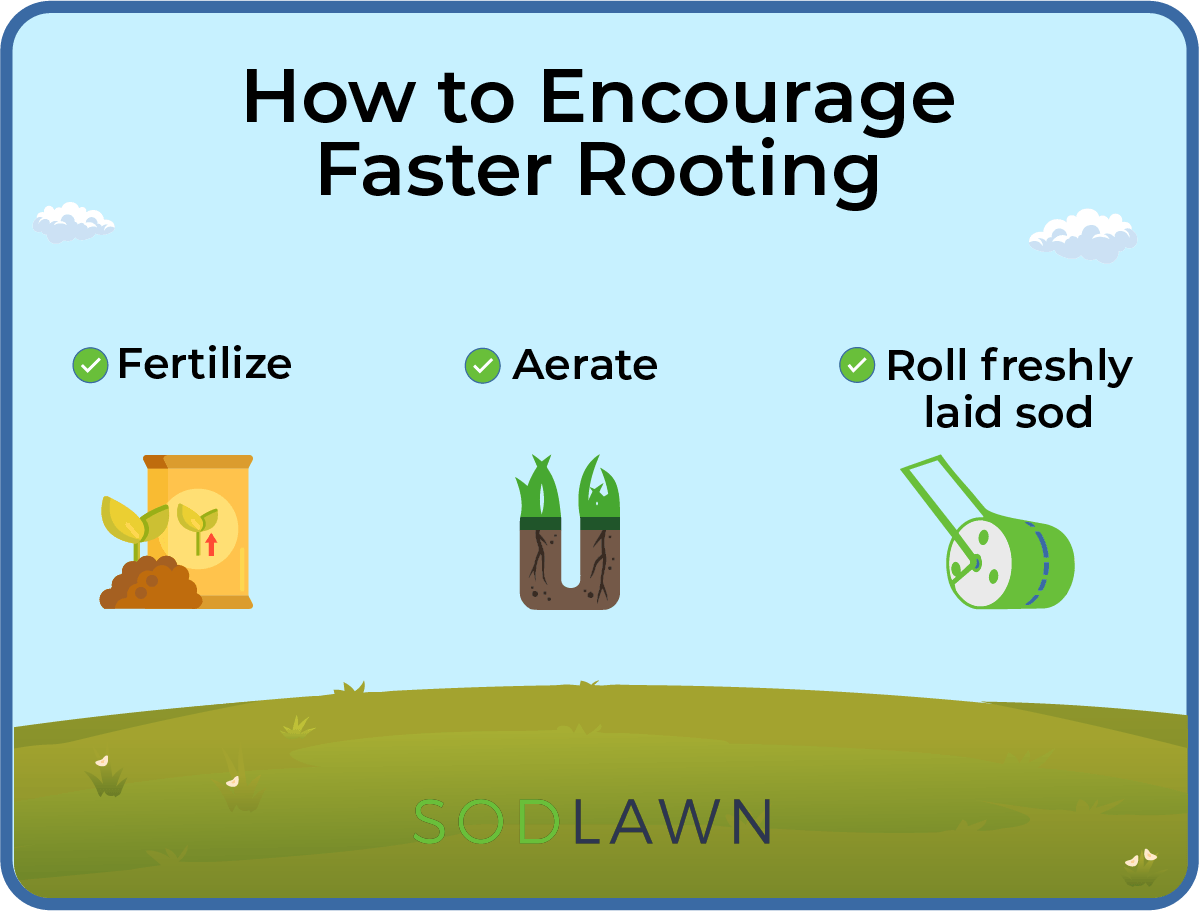 How Fast Does Sod Take Root? Tips for Quicker Establishment Sodlawn