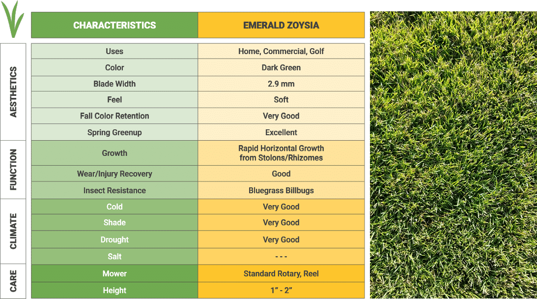 Emerald Zoysia Grass Sodmasters