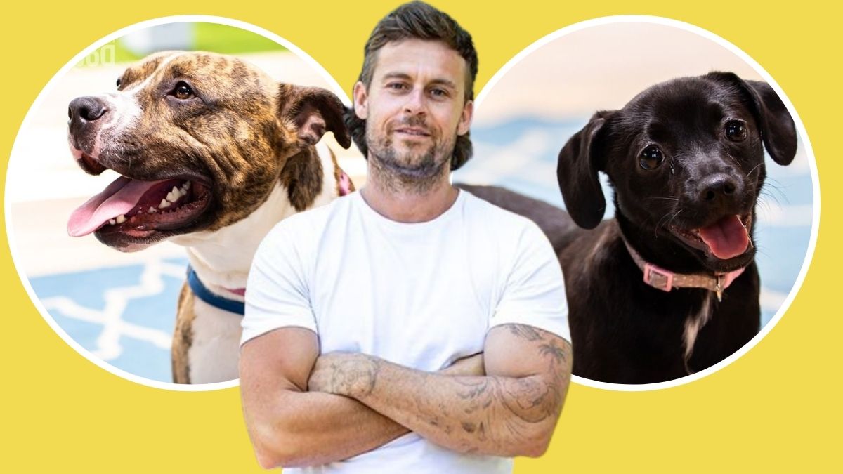 Reality Stars Adopt Rescue Pups on The Dog House Australia