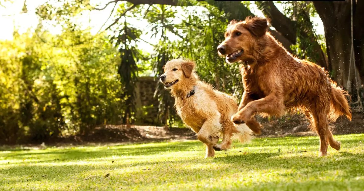 Best Grass for Dogs PawFriendly & ShadeThriving