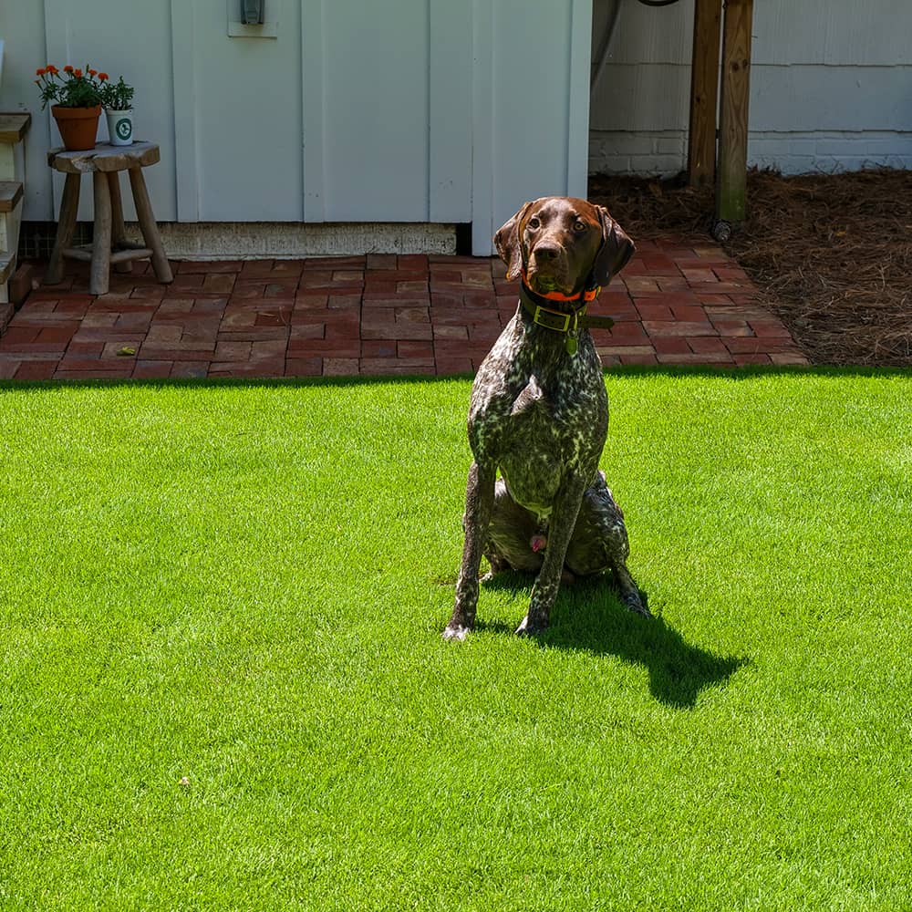 What Is The Most Durable Grass For Dogs