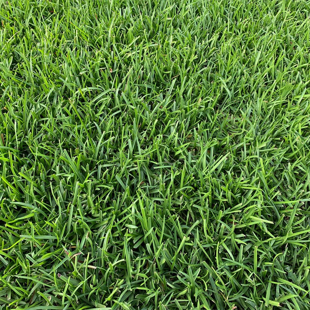 how many square feet does a pallet of centipede sod cover Hedy Whitfield