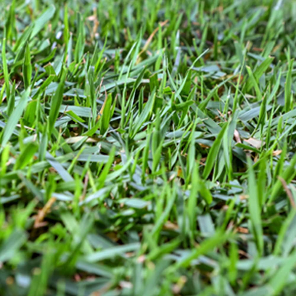 Zoysia Grass Vs Bermuda