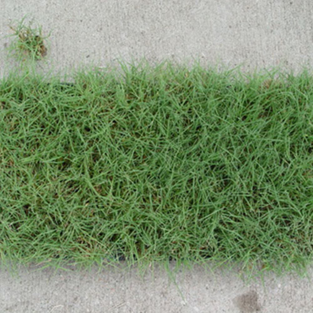 Shop Buffalo Grass Plugs Sod Solutions