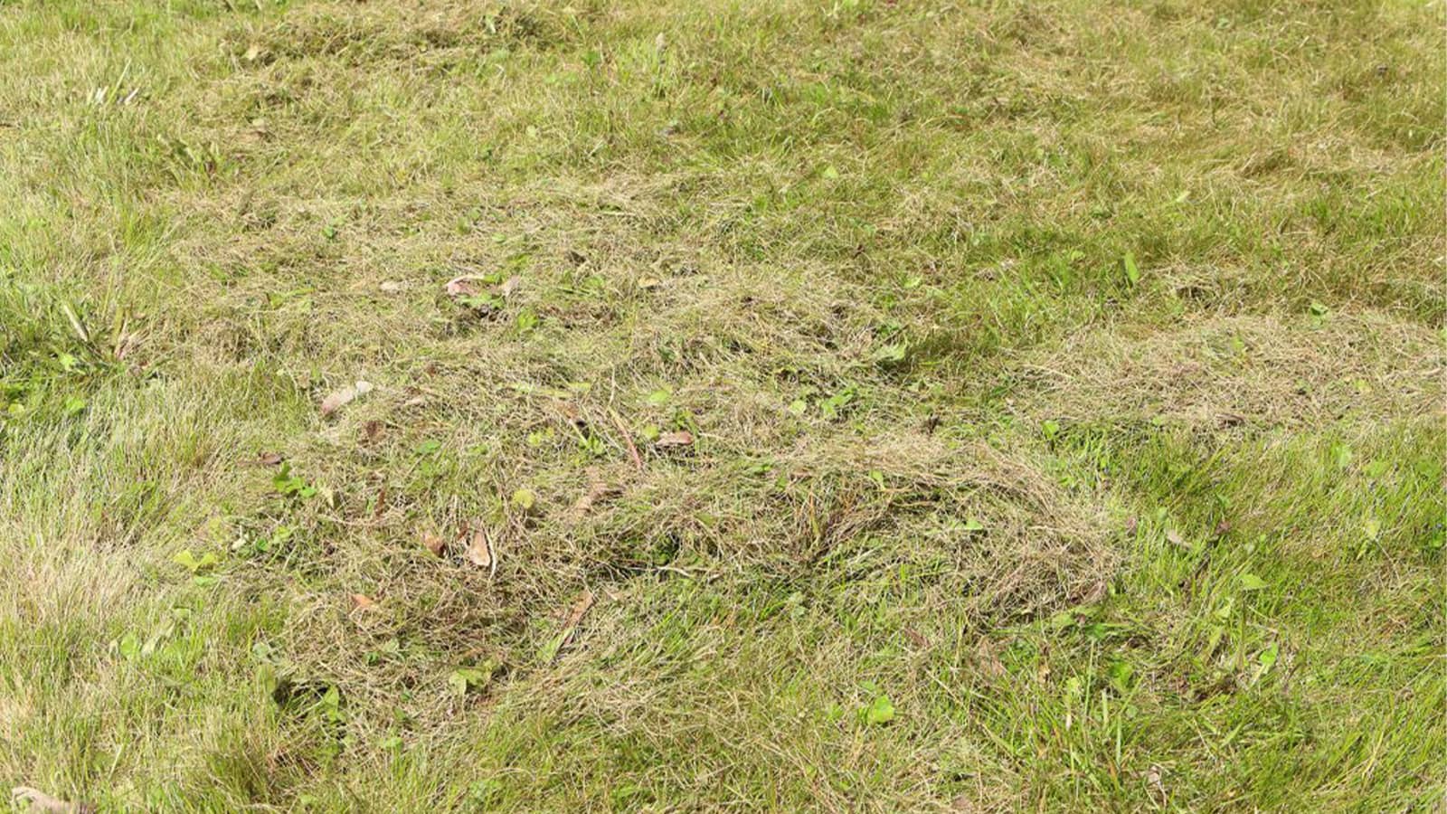 How to Top Dress Your Lawn with Compost Sod Solutions