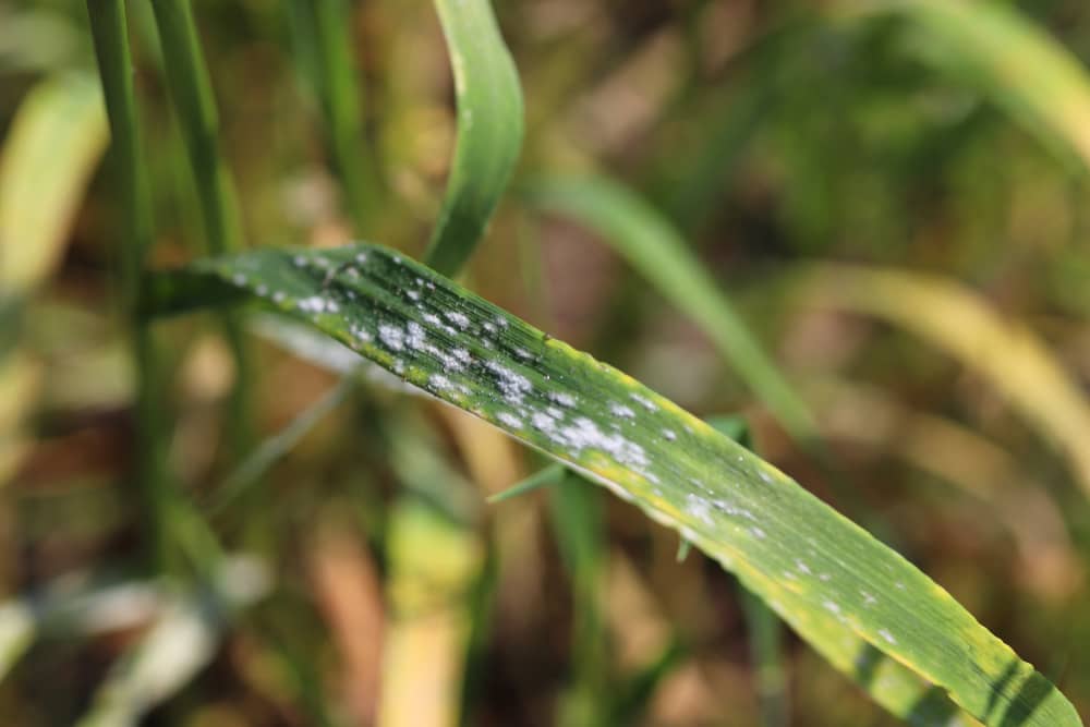 Learn how to Deal with Powdery Mildew in Your Garden Batang Tabon