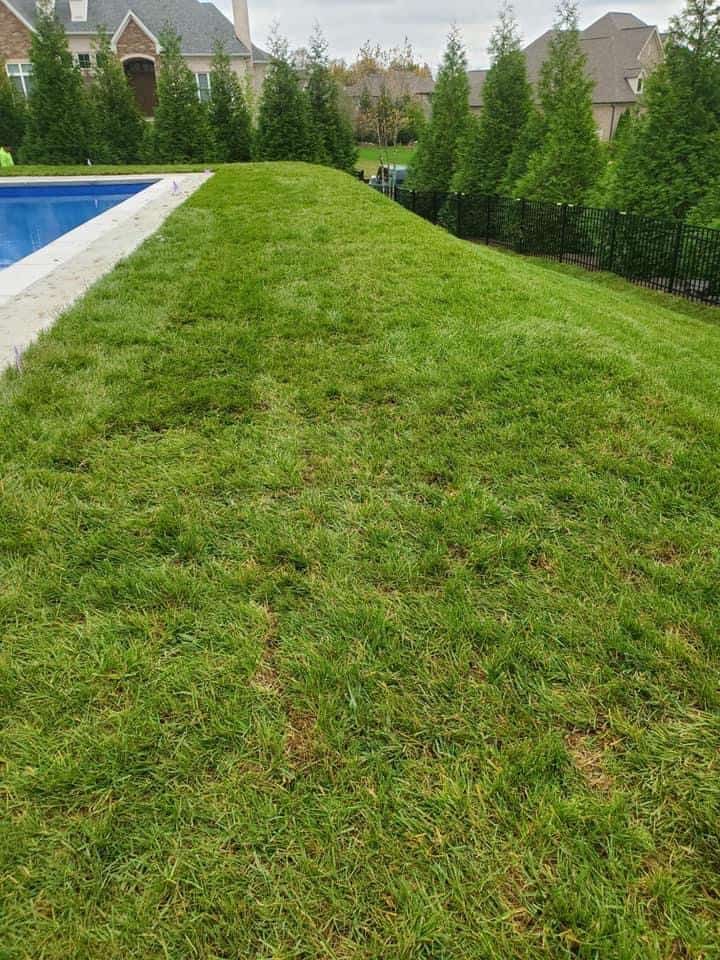 Fescue Sod Sod Source TN LLC