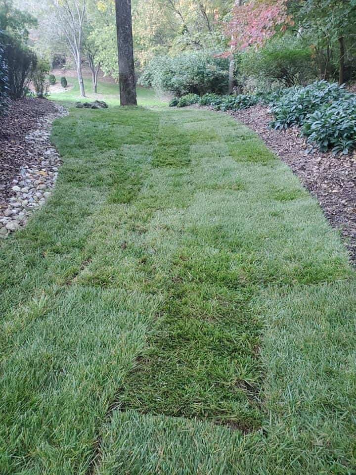 Fescue Sod Sod Source TN LLC