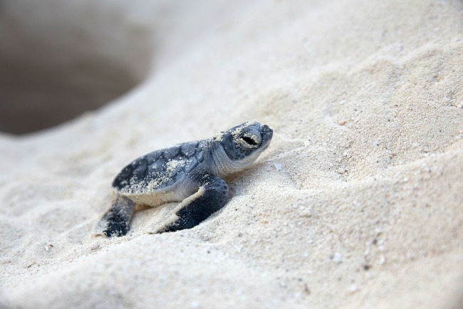 10 Fun Sea Turtle Facts for Kids + A Sea Turtle Craft that Floats!