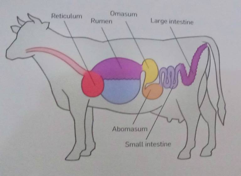sistem pencernaan sapi Pakan Ternak Ruminansia & Unggas