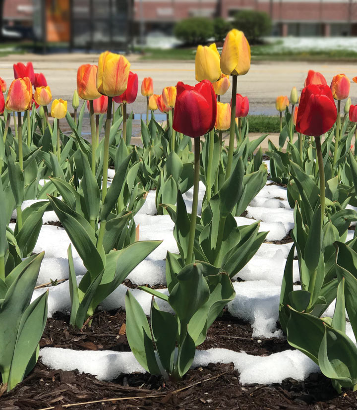 Uses For Rubber Mulch In The Winter Sof'Fall