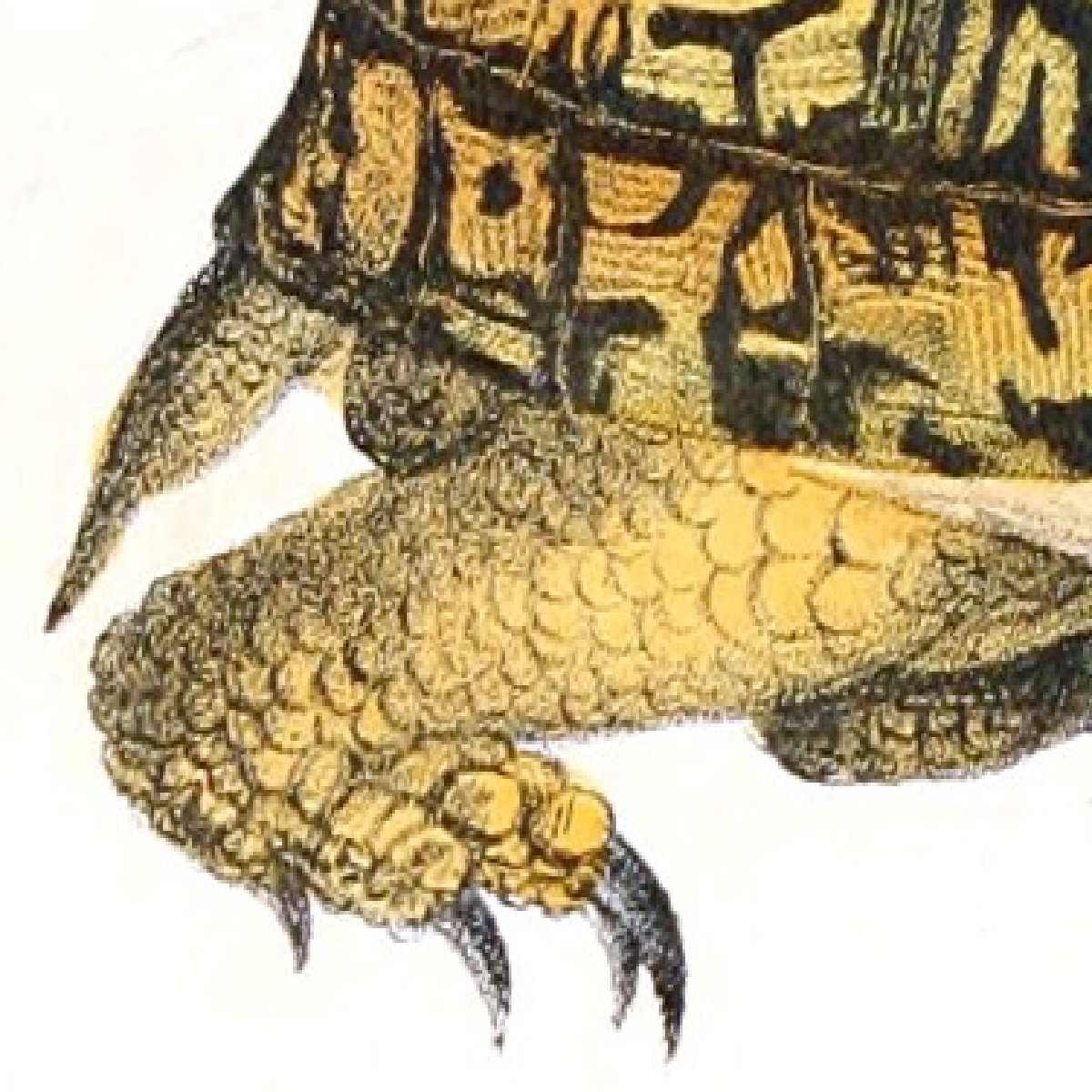 Turtle vs Tortoise What's the Difference?