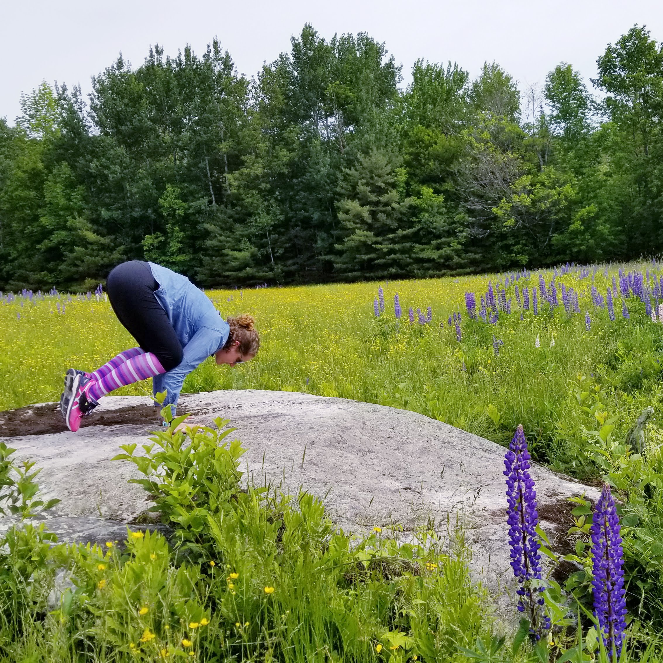 lupine festival nh 2023 {lupine festival in sugar hill nh} So Fashrunable