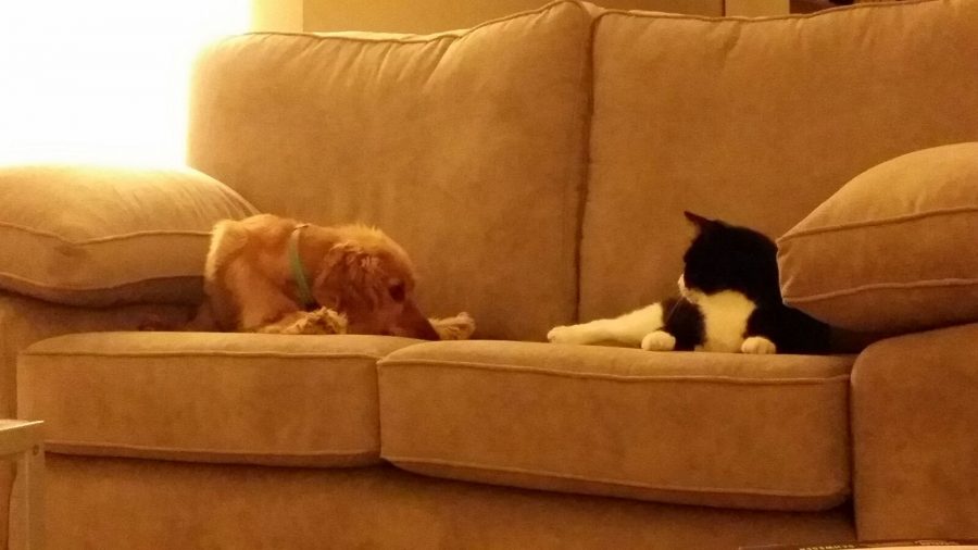 kitty couch web Sofa So Good