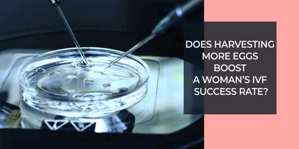 Does Harvesting More Eggs Boost a Woman’s IVF Success Rate?