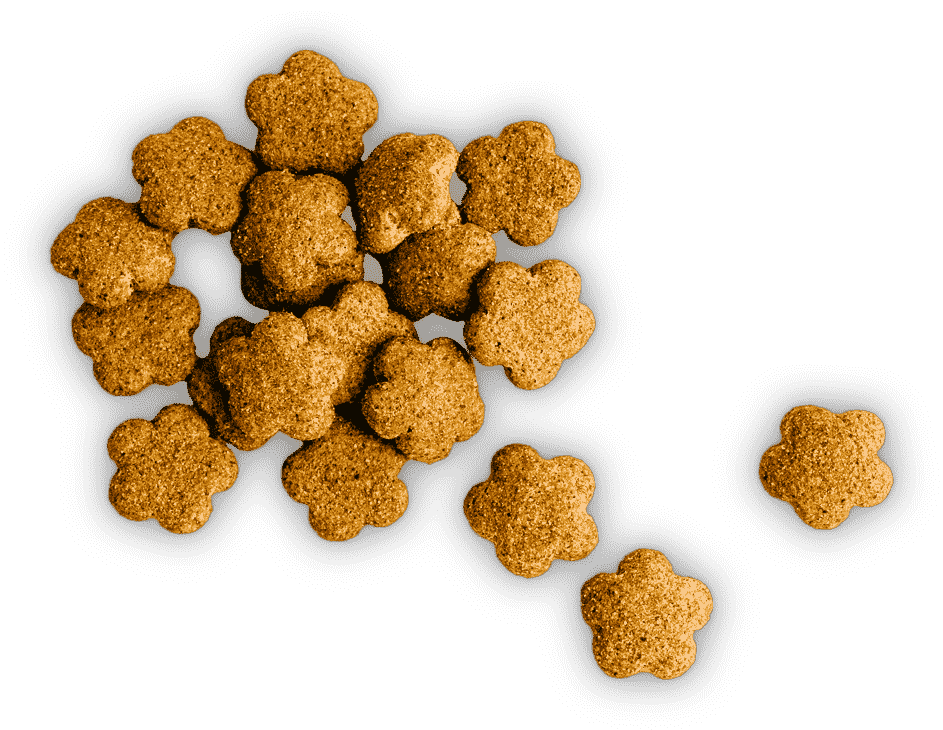 Sofa Veterinary Care Center Home