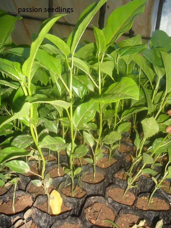 SOFDI passion fruit seedling