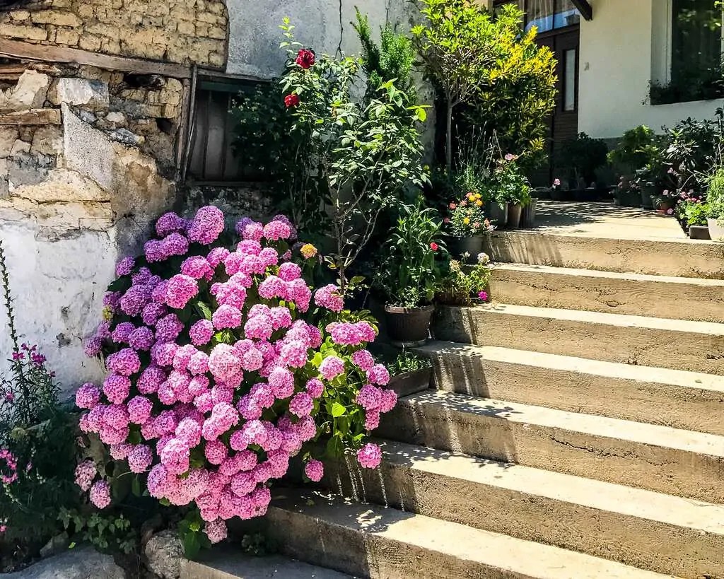 Macedonia Lake Ohrid Flowers Sofia Adventures