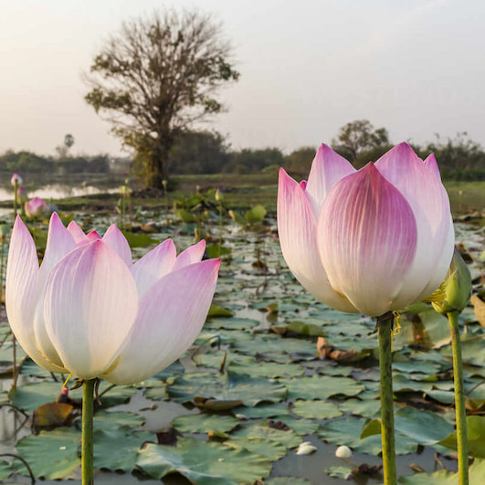 About the Fabrics Mulberry Silk & Lotus Sofia Vera