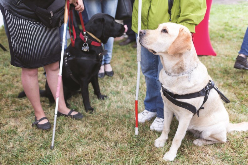 Separating Friend From Fraud Service Animals vs. Pet Rules The