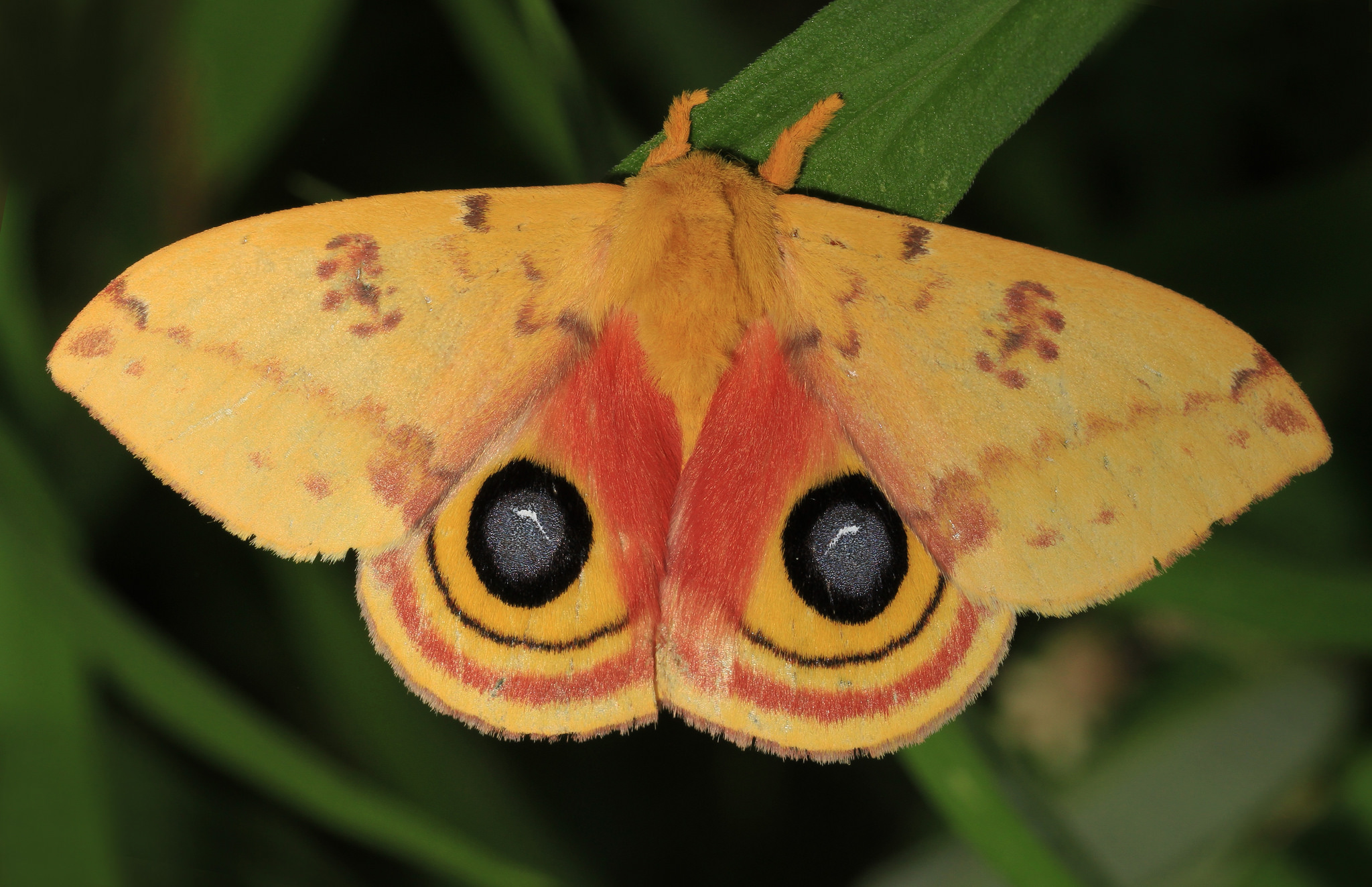 The Original Hamptons’ Night Life—Nocturnal Insects, Fascinating Fliers