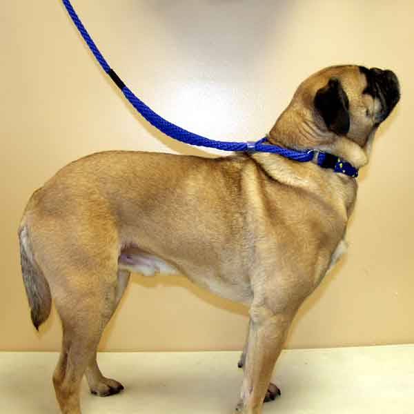 Small Dog Martingale Leash/Slip Lead 6 Ft 3/8” Round