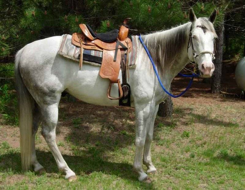 8 Ft. Horse Roping Reins w/Nickel Plated Hardware 1/2 In. Round