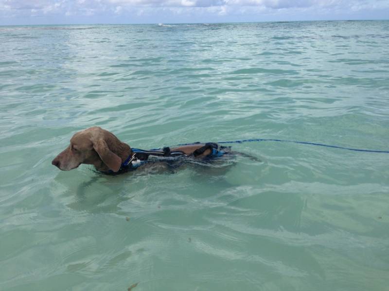 30 Ft Swimming Dog Snap Leash 1/2" Round Polypropylene