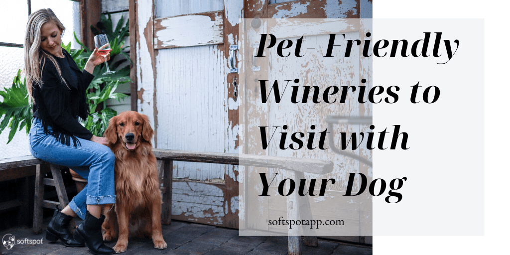 Have A Drink With Your Dog At These PetFriendly Vineyards & Wineries