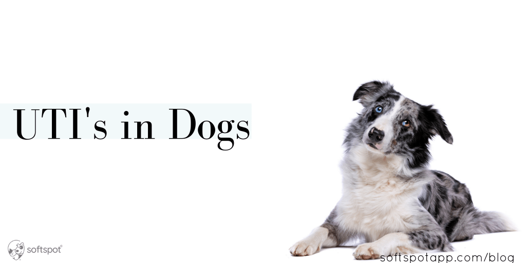 Urinary Tract Infections In Dogs SoftSpot®