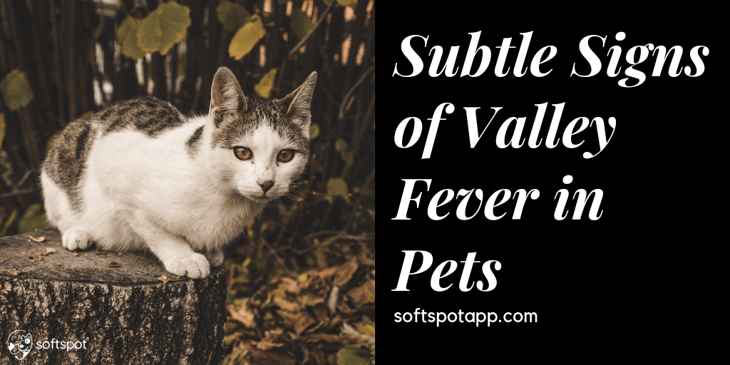 Subtle Signs of Valley Fever in Pets SoftSpot®
