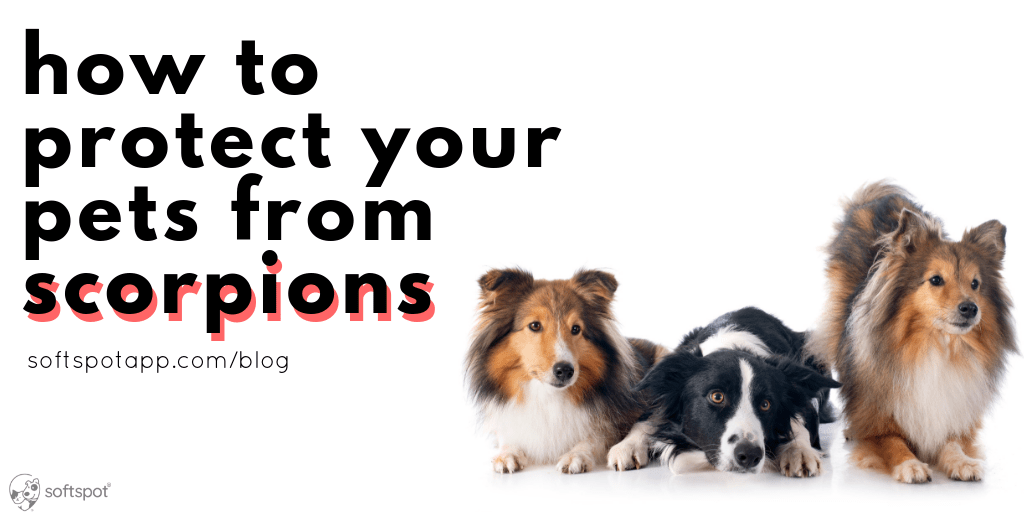 The Best Ways To Protect Your Pet From Scorpions SoftSpot®