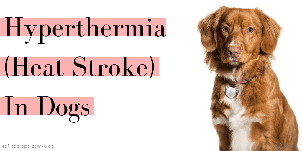 Hyperthermia (Heat Stroke) In Dogs SoftSpot®