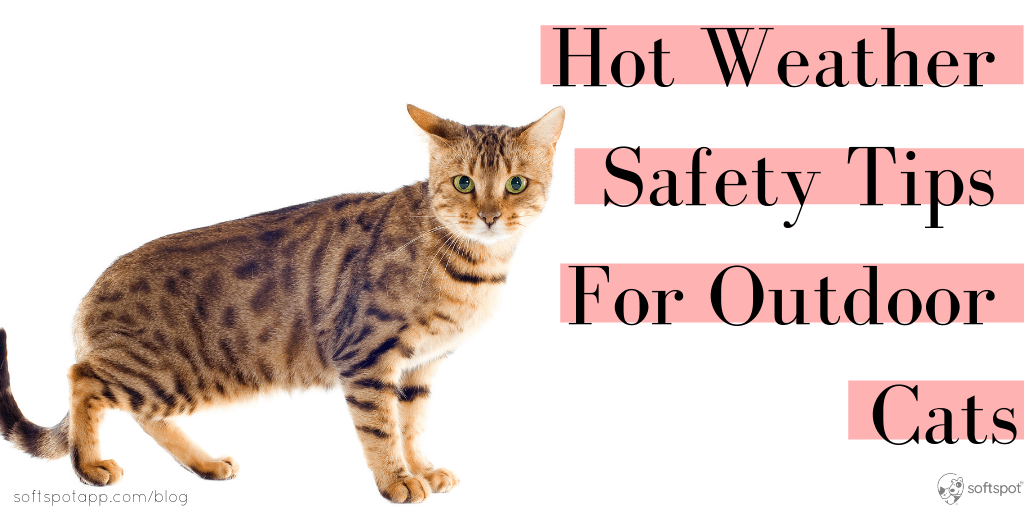 Hot Weather Safety Tips For Outdoor Cats SoftSpot®