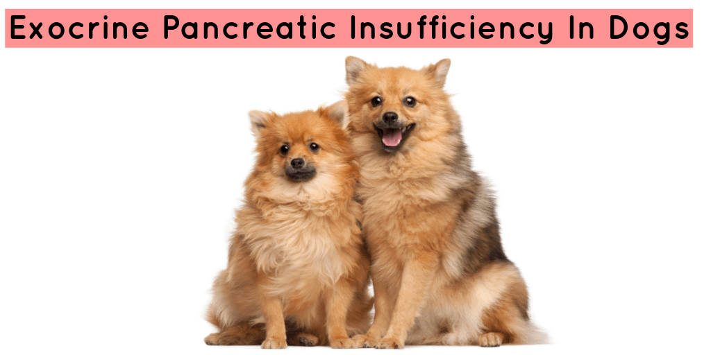 Exocrine Pancreatic Insufficiency In Dogs SoftSpot®